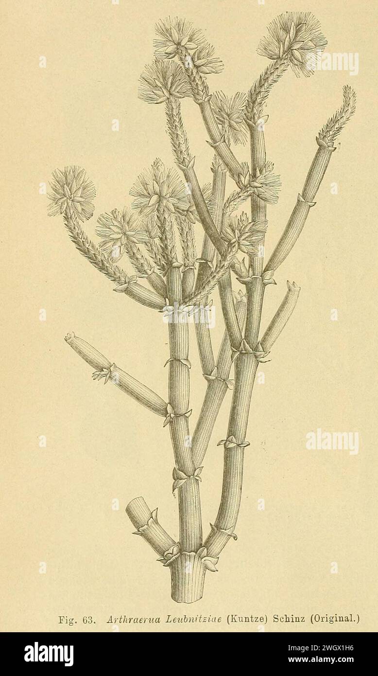 Arthraerua leubnitziae, Schinz p 110. Stock Photo