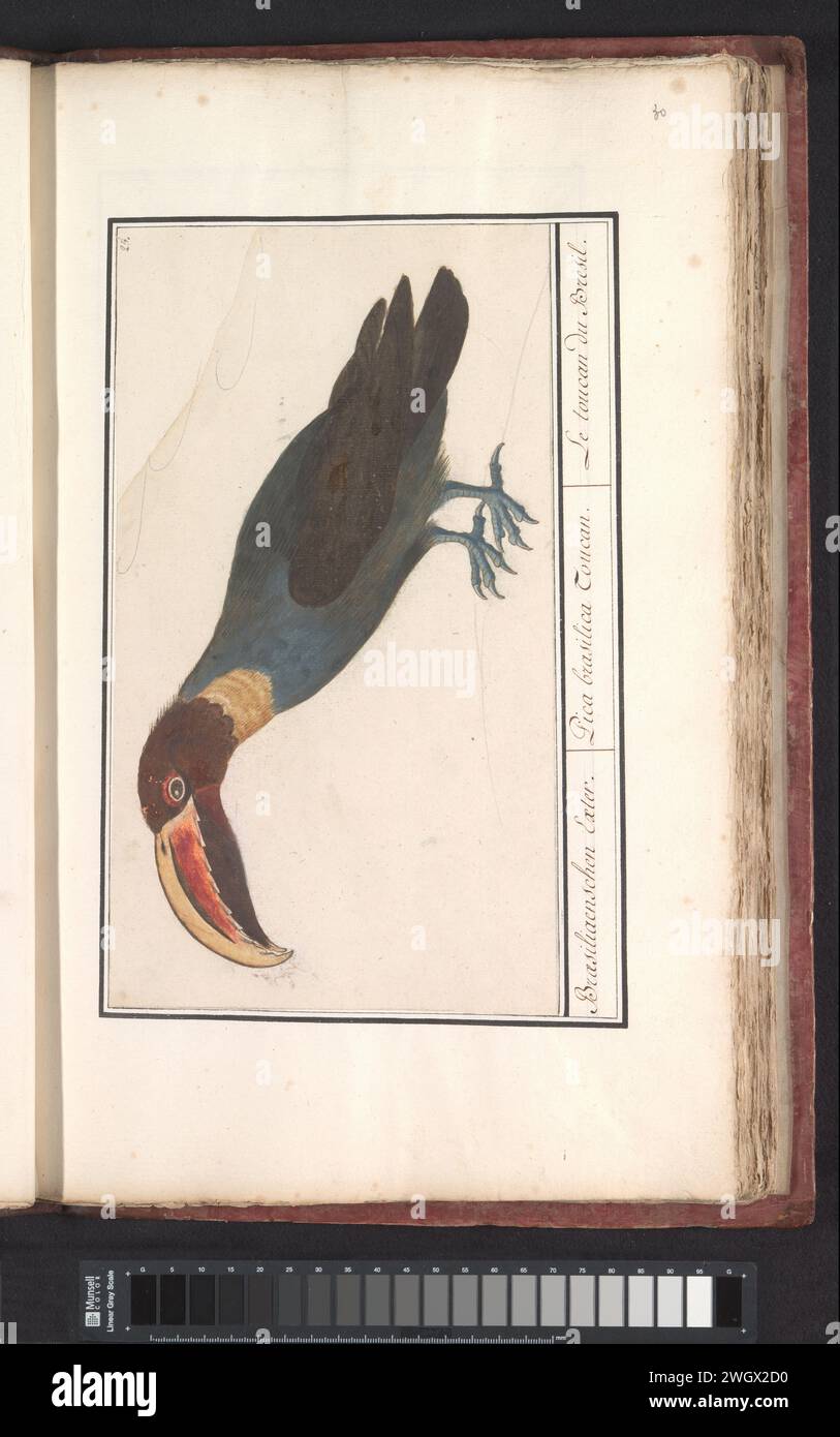 Toekan (Ramphastos), Anselmus Boëtius de Boodt, 1596 - 1610 drawing Toucan, possibly the black sneakelan. Numbered at the top right: 25. Part of the third album with drawings of birds. Fifth of twelve albums with drawings of animals, birds and plants known around 1600, commissioned by Emperor Rudolf II. With explanation in Dutch, Latin and French. draughtsman: Praagdraughtsman: Delft paper. watercolor (paint). deck paint. pencil. chalk brush other birds: toucan Stock Photo