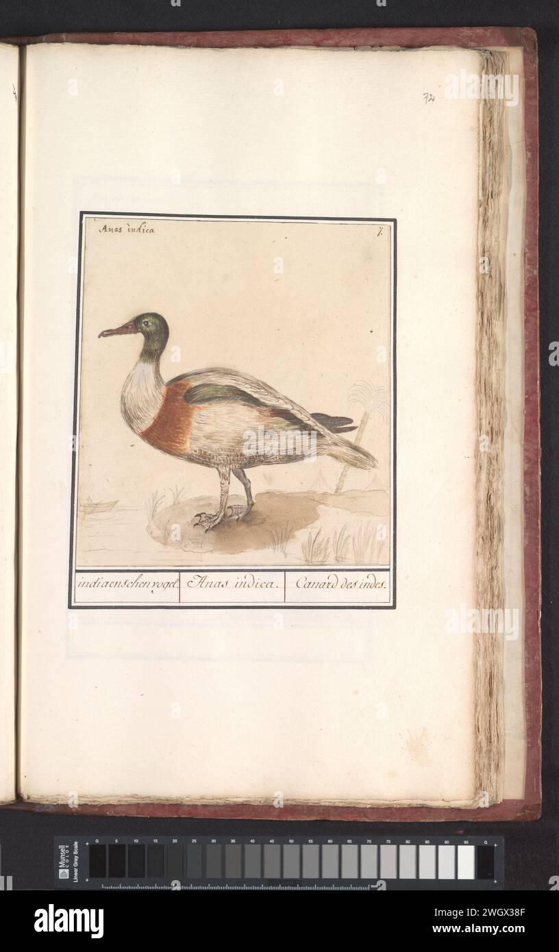 Bergenendeend (Tadorna Tadorna), Anselmus Boëtius de Boodt, 1596 - 1610 drawing Lower duck. Numbered at the top right: 7. At the top left the Latin name. Part of the third album with drawings of birds. Fifth of twelve albums with drawings of animals, birds and plants known around 1600, commissioned by Emperor Rudolf II. With explanation in Dutch, Latin and French. draughtsman: Praagdraughtsman: Delft paper. watercolor (paint). deck paint. pencil. chalk. ink brush / pen water-birds: common shelduck Stock Photo