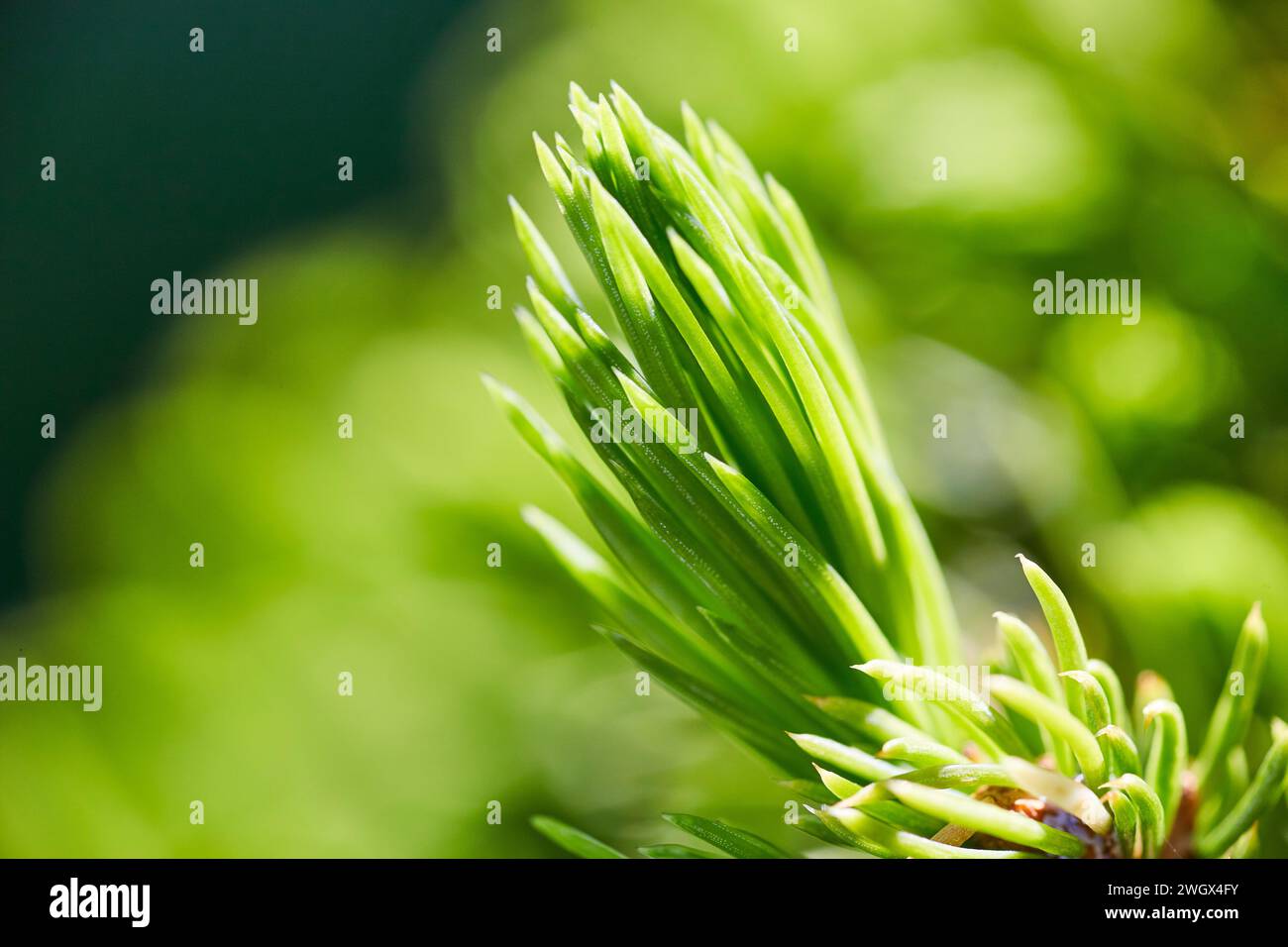 Vibrant Green Conifer Sprouts in Sunlight, Macro Close-up Stock Photo