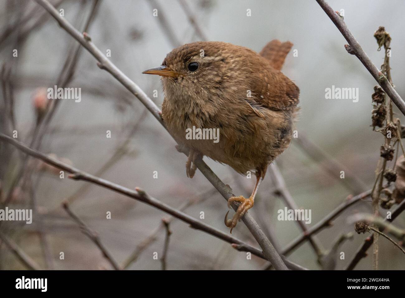 Eurasian Wren (Troglodytes troglodytes) perched on twig in hedgerow at Dinton Pastures Country Park, Berkshire, UK, March 2023 Stock Photo