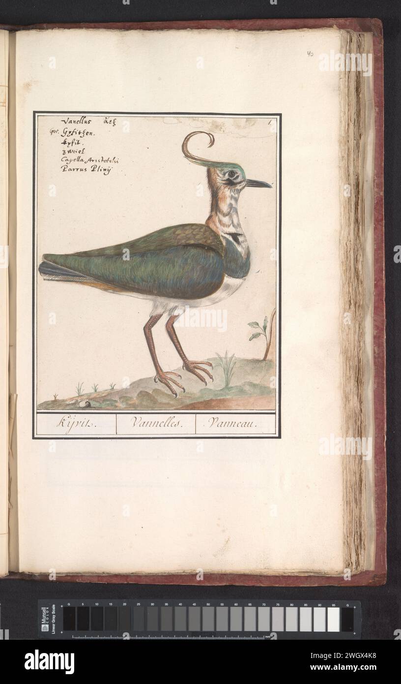 Kievit (Vanellus Vanellus), Anselmus Boëtius de Boodt, 1596 - 1610 drawing Lapwing. Numbered at the top right: 1. At the top left the name in six languages. Part of the third album with drawings of birds. Fifth of twelve albums with drawings of animals, birds and plants known around 1600, commissioned by Emperor Rudolf II. With explanation in Dutch, Latin and French. draughtsman: Praagdraughtsman: Delft paper. watercolor (paint). deck paint. pencil. chalk. ink brush / pen shore-birds and wading-birds: lapwing Stock Photo