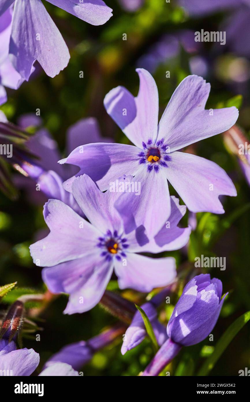 Soft textured blooms hi-res stock photography and images - Alamy