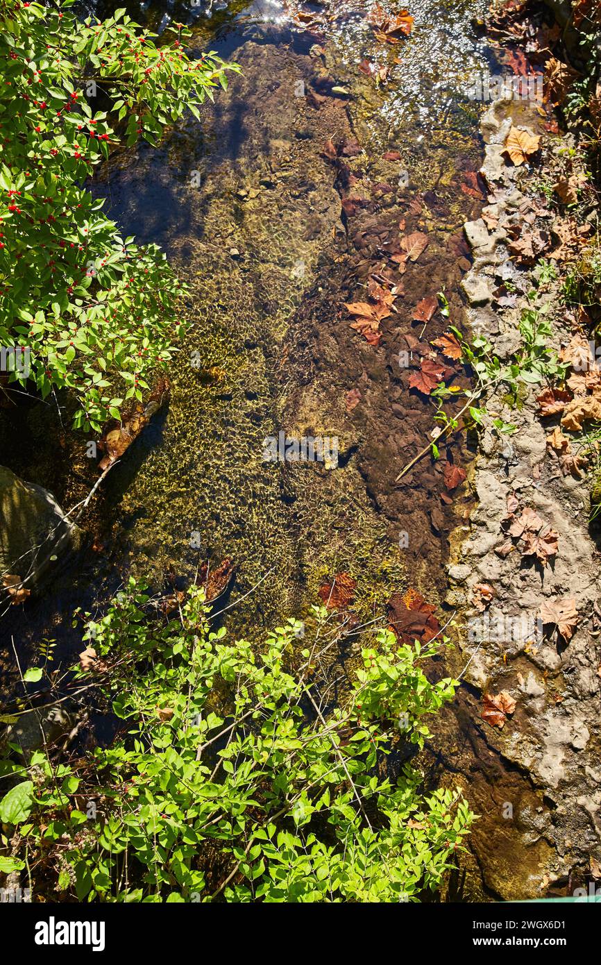 Tranquil Stream with Aquatic Plants and Red Berries - France Park Falls Stock Photo