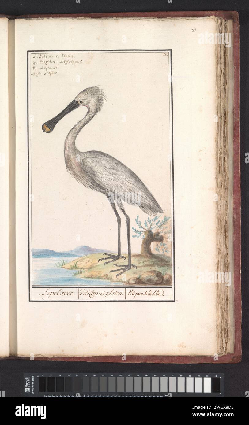 Lepelaar (Platalea Leucorodia), Anselmus Boëtius de Boodt, 1596 - 1610 drawing Spoonbill. Numbered at the top right: 26. At the top left the name in four languages. Part of the third album with drawings of birds. Fifth of twelve albums with drawings of animals, birds and plants known around 1600, commissioned by Emperor Rudolf II. With explanation in Dutch, Latin and French. draughtsman: Praagdraughtsman: Delft paper. watercolor (paint). deck paint. pencil. chalk. ink brush / pen shore-birds and wading-birds: spoonbill Stock Photo