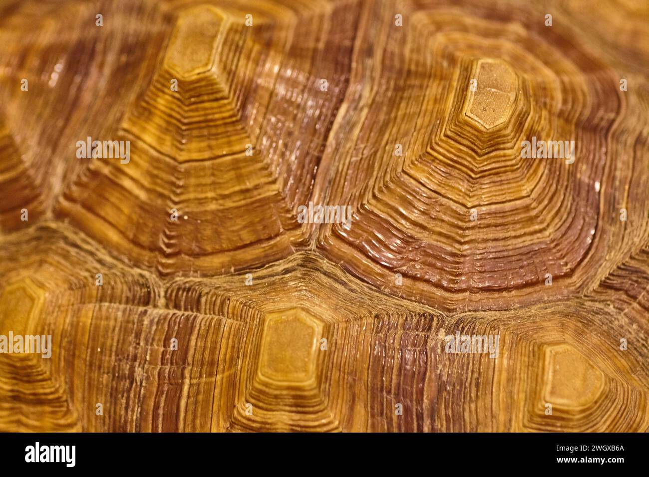 Anatomy of the turtle shell hi-res stock photography and images - Alamy