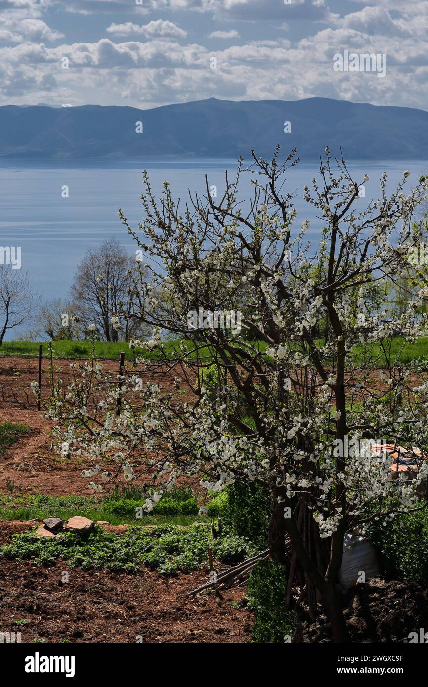 306 Blooming cherry tree, orchard in Elsani village overlooking Lake Ohrid and its western, Albanian shore in background. Ohrid-North Macedonia. Stock Photo