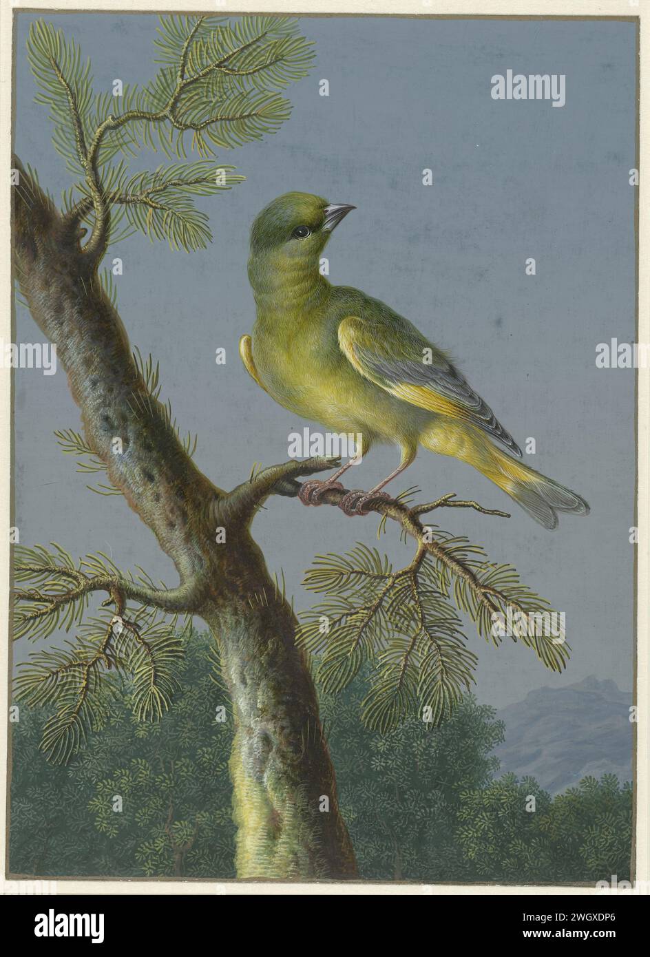 Groenling, Barbara Regina Dietzsch, 1716 1783 drawing paper. deck