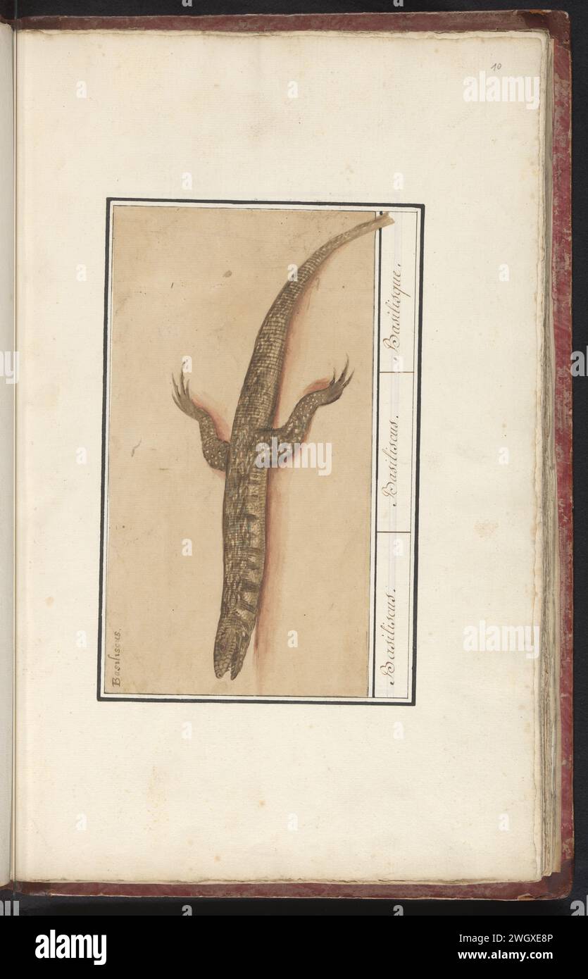 Basilian, Anselmus Boëtius de Boodt, 1596 1610 drawing Basilisk