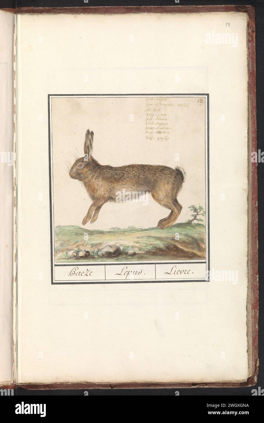 Haas (Rabbit europseus), Anselm Boëtius de Boodt, 1596 - 1610 drawing Hare. Numbered at the top right: 13. At the top right the name in nine languages. Part of the first album with drawings of four -legged friends. First of twelve albums with drawings of animals, birds and plants known around 1600, commissioned by Emperor Rudolf II. With explanation in Dutch, Latin and French. draughtsman: Praagdraughtsman: Delft paper. watercolor (paint). deck paint. ink brush / pen rodents: hare Stock Photo