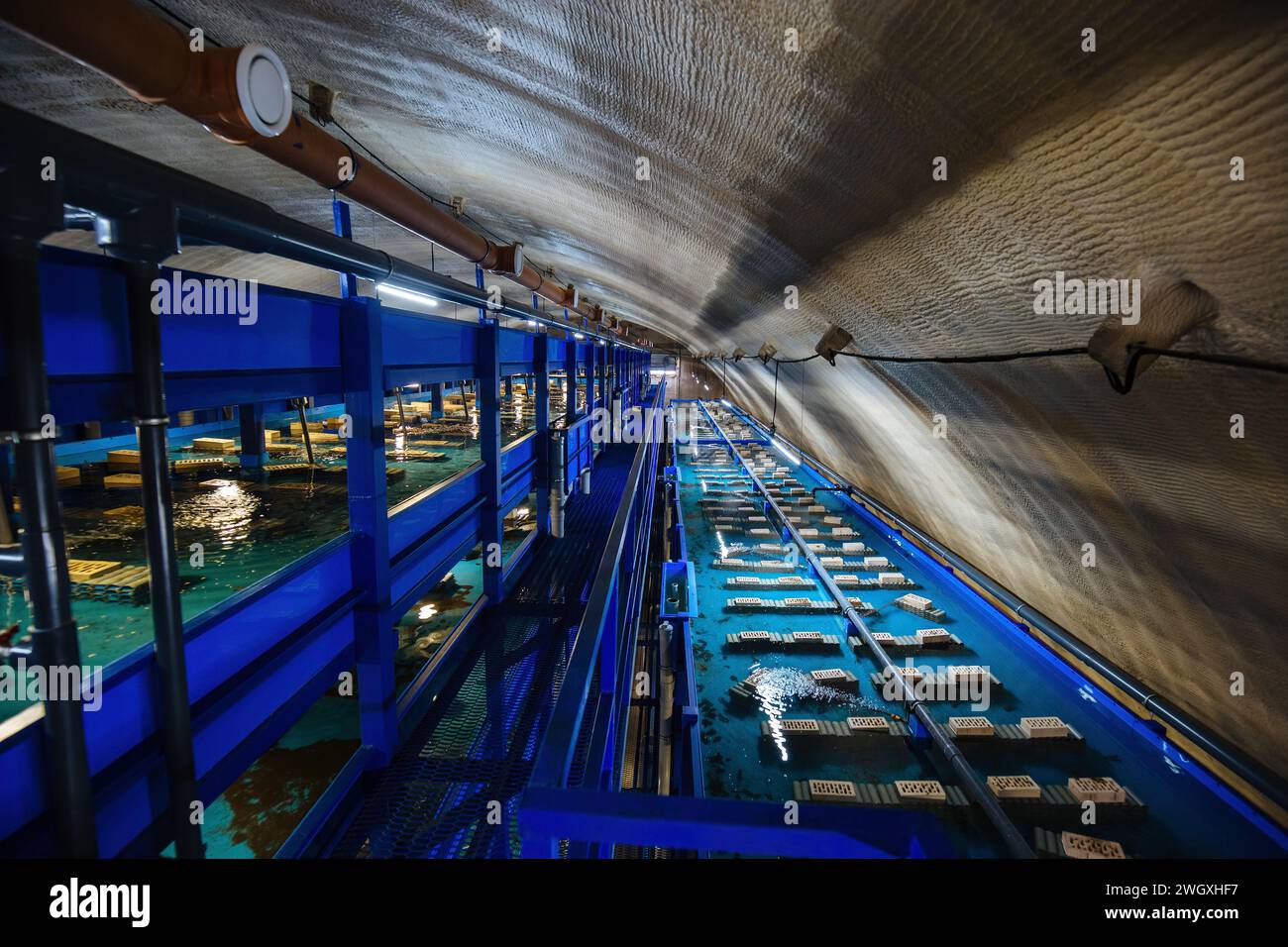 Water basins with automatic feeding and water recirculation for growing ...