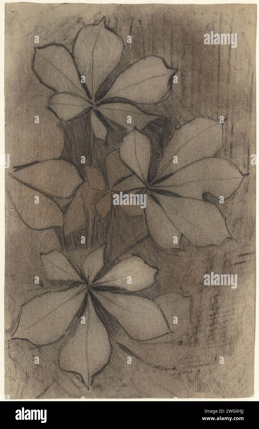 Kastanjebladeren, Theo Nieuwenhuis, 1876 - 1951 drawing   paper. chalk  trees: horse chestnut (leaves, putting forth leaves) Stock Photo