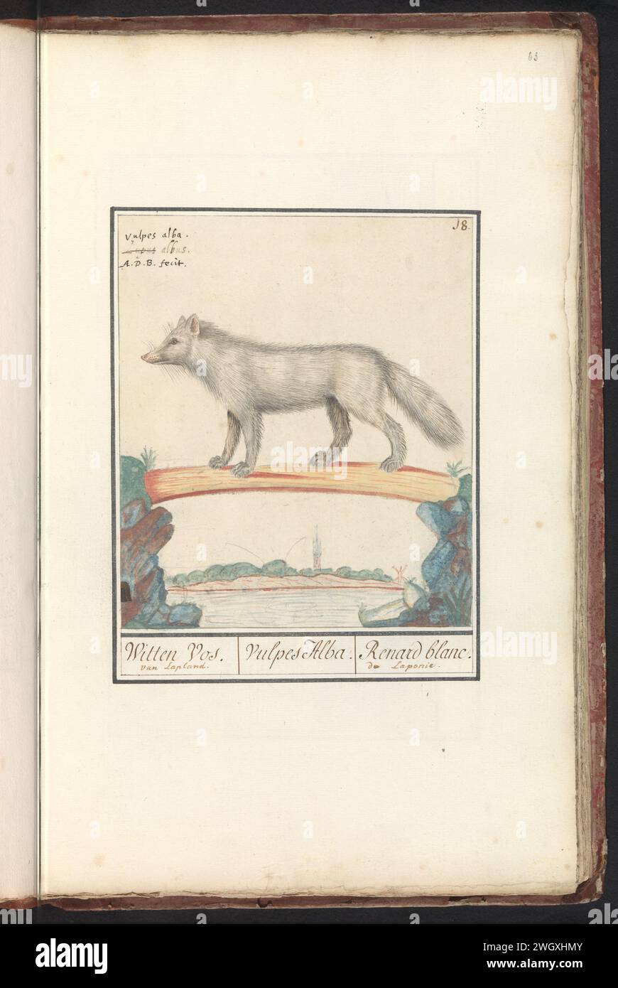 Poolvos (Fox Lagopus), Anselm Bootius of Boodt, 1596 - 1610 drawing White polar fox. Numbered at the top right: 18. At the top left the name in Latin. Part of the first album with drawings of four -legged friends. First of twelve albums with drawings of animals, birds and plants known around 1600, commissioned by Emperor Rudolf II. With explanation in Dutch, Latin and French. Prague paper. watercolor (paint). deck paint. ink brush / pen beasts of prey, predatory animals: Arctic fox Stock Photo