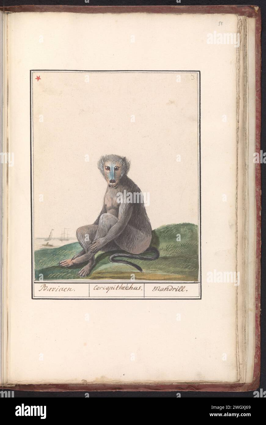 Mandril (Mandrillus sphinx), anonymous, 1790 - 1814 drawing Mandil. Numbered at the top right: 3. At the top left marked with a red asterisk. Part of the second album with drawings of four -legged friends. Second of twelve albums with drawings of animals, birds and plants known around 1600, made commissioned by Emperor Rudolf II. With explanation in Dutch, Latin and French. Southern Netherlands paper. watercolor (paint). deck paint. ink. pencil brush / pen monkeys, apes: mandril Stock Photo