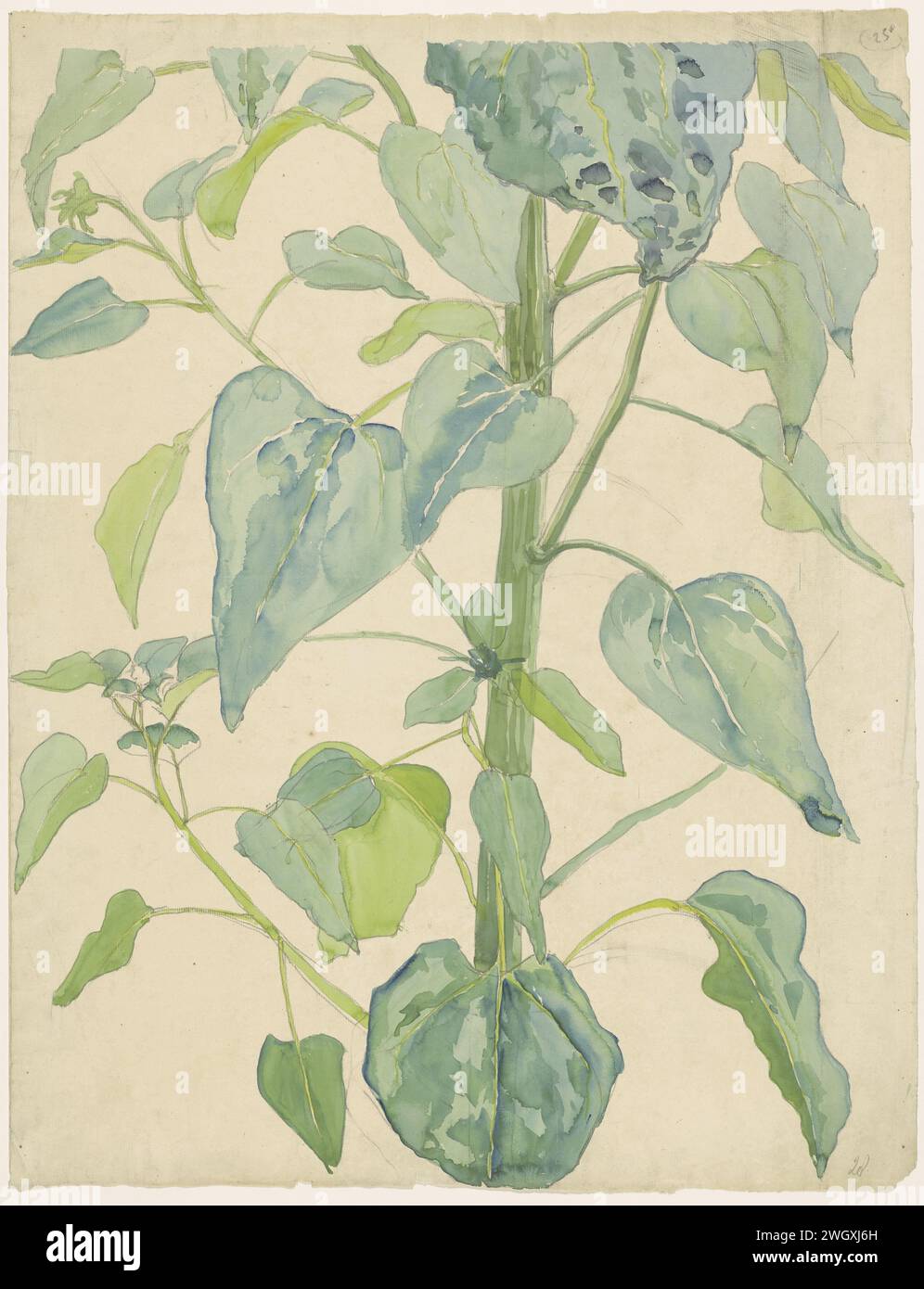 Stalk and Leaves of a Sunflower, Martinus van Andringa, 1874 - 1918 drawing   paper. pencil. watercolor (paint) brush flowers: sunflower (+ leaves, putting forth leaves) Stock Photo