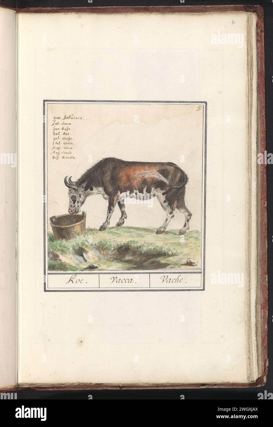 Cow (Bos Taurus), anselmus Boëtius de Boodt, 1596 - 1610 drawing Cow. Numbered at the top right: 5. At the top left the name in nine languages. Part of the first album with drawings of four -legged friends. First of twelve albums with drawings of animals, birds and plants known around 1600, commissioned by Emperor Rudolf II. With explanation in Dutch, Latin and French. draughtsman: Praagdraughtsman: Delft paper. ink. watercolor (paint). deck paint. pencil brush / pen cow Stock Photo