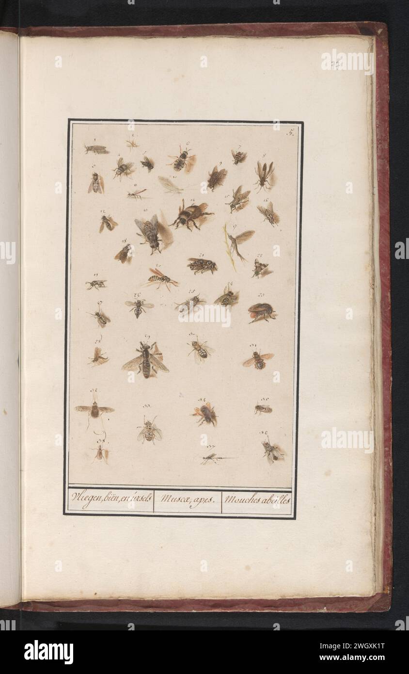 38 Winged Insects, Anselmus Boëtius de Boodt, 1596 - 1610 drawing Leaf with thirty-eight winged insects, including bees, bumble bees, flies and wasps, numbered 1-38. Numbered at the top right: 5. Part of the sixth album with drawings of fish, shells and insects. Sixth of twelve albums with drawings of animals, birds and plants known around 1600, made commissioned by Emperor Rudolf II. With explanation in Dutch, Latin and French. Prague paper. pencil. chalk. watercolor (paint). deck paint. ink brush / pen insects: bee. insects: bumblebee. insects: wasp. insects: fly Stock Photo