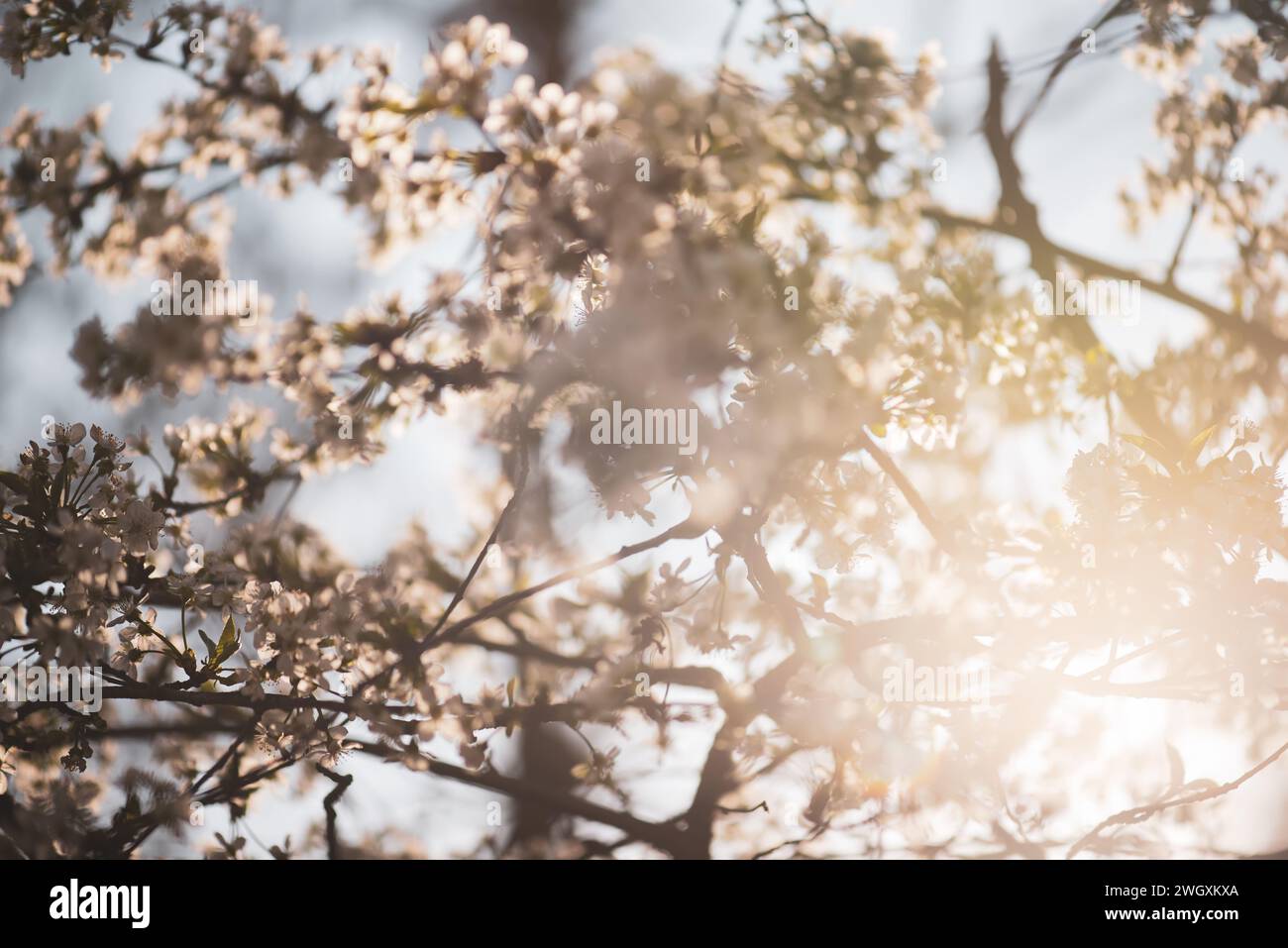 Abstract spring background Stock Photo - Alamy
