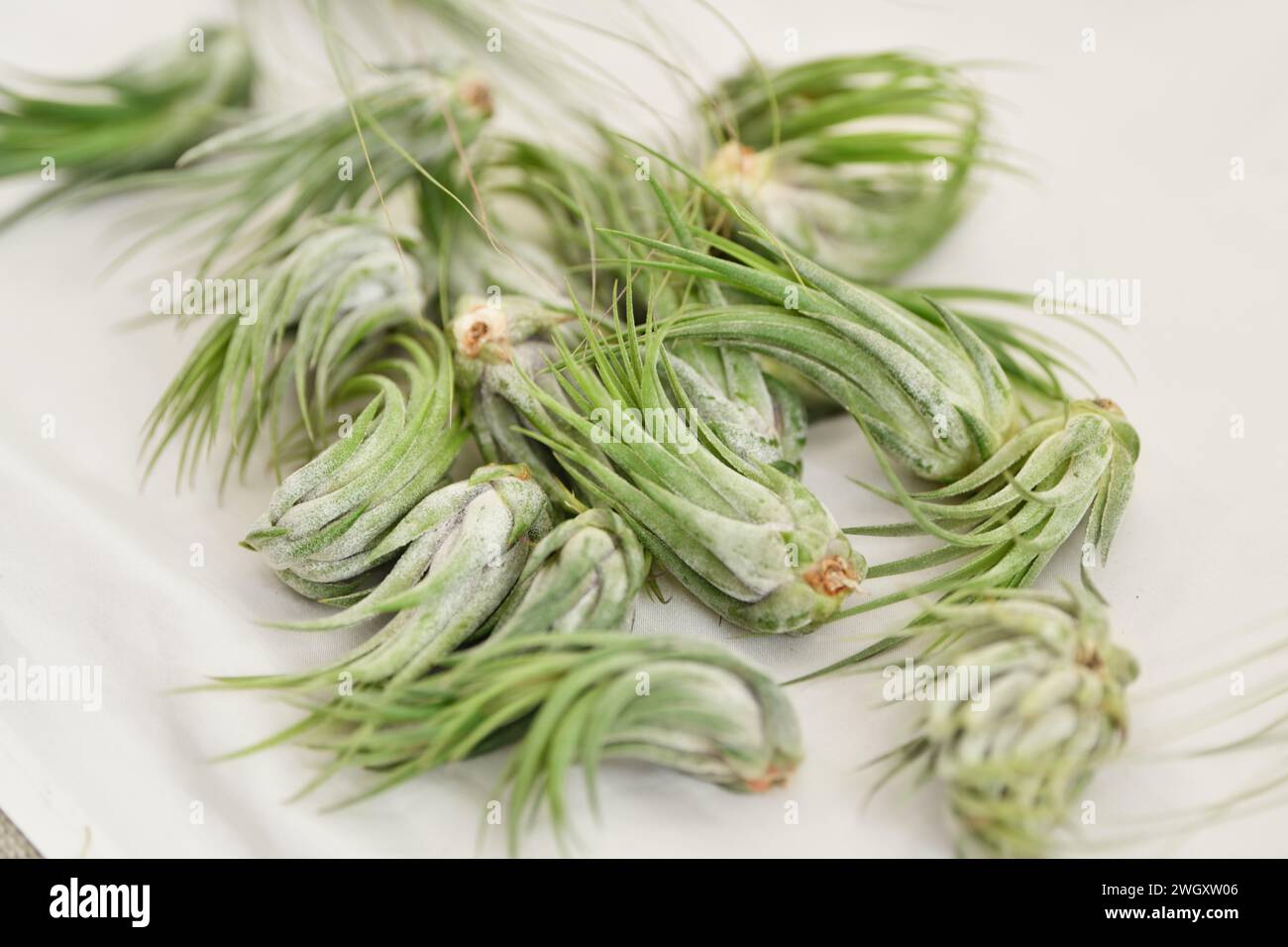 Tillandsia capitata hi-res stock photography and images - Alamy