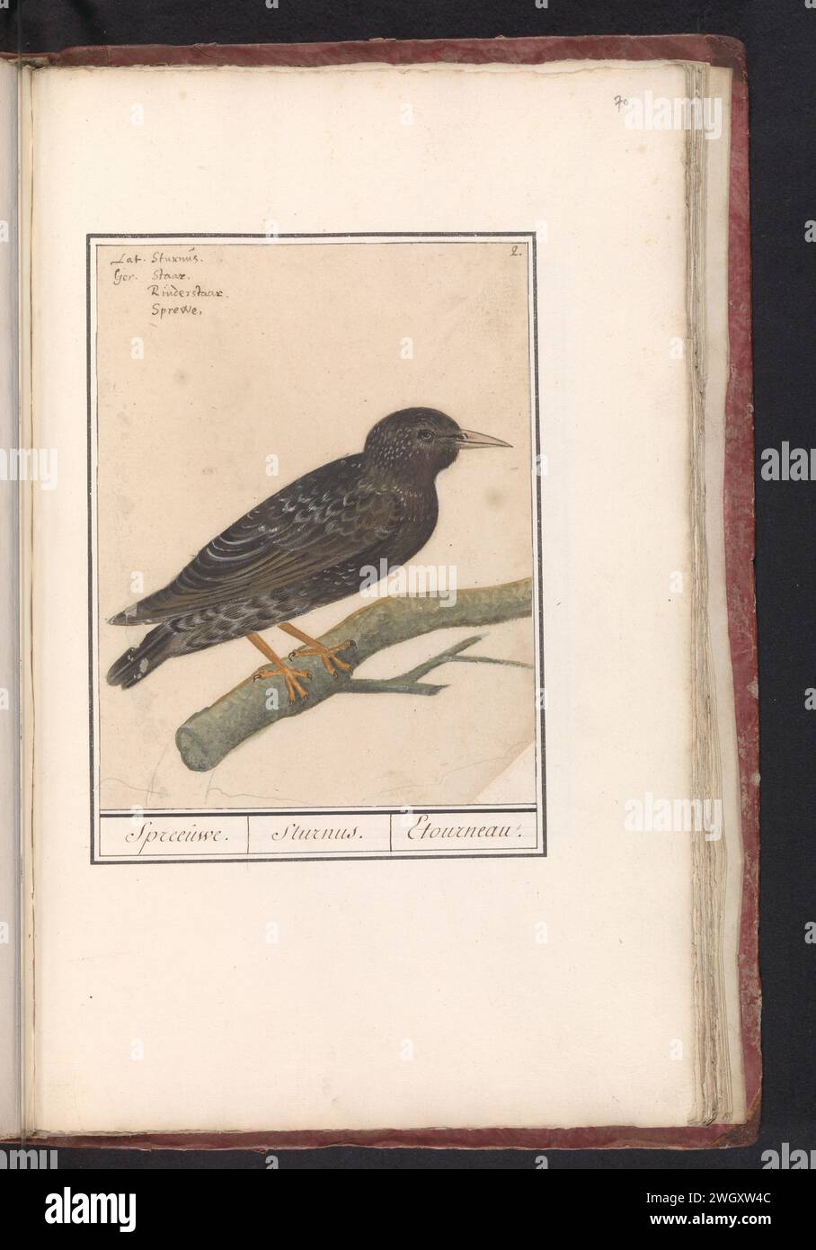 Starling (Sturnus Vulgaris), Anselmus Boëtius de Boodt, 1596 - 1610 drawing Starling. Numbered at the top right: 2. At the top left the name in four languages. Part of the first album with drawings of birds. Third of twelve albums with drawings of animals, birds and plants known around 1600, commissioned by Emperor Rudolf II. With explanation in Dutch, Latin and French. draughtsman: Praagdraughtsman: Delft paper. watercolor (paint). deck paint. pencil. ink brush / pen song-birds: starling Stock Photo