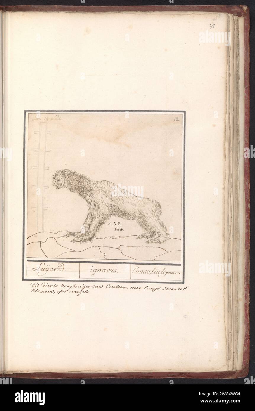 Three -fitting sloth (Bradypus), Anselmus Boëtius de Boodt, 1596 - 1605 drawing Three -fitting sloth. Numbered at the top right: 12. With the name in Latin. Twoeregel annotation in Dutch added on the magazine. Part of the second album with drawings of four -legged friends. Second of twelve albums with drawings of animals, birds and plants known around 1600, made commissioned by Emperor Rudolf II. With explanation in Dutch, Latin and French. Prague paper. watercolor (paint). ink. pencil brush / pen other mammals (with NAME) Stock Photo