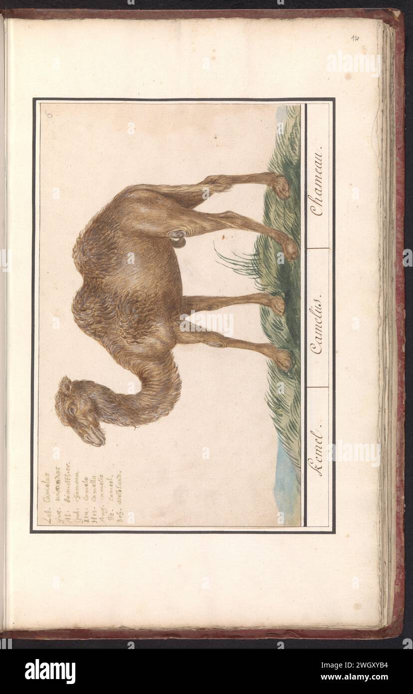 Kameel (Camel Ferus Bactrianus), Anselm Bootius de Boodt, 1596 - 1610 drawing Camel. Numbered at the top right: 6. At the top left the name in nine languages. Part of the second album with drawings of four -legged friends. Second of twelve albums with drawings of animals, birds and plants known around 1600, made commissioned by Emperor Rudolf II. With explanation in Dutch, Latin and French. draughtsman: Praagdraughtsman: Delft paper. watercolor (paint). deck paint. ink brush / pen hoofed animals: camel Stock Photo