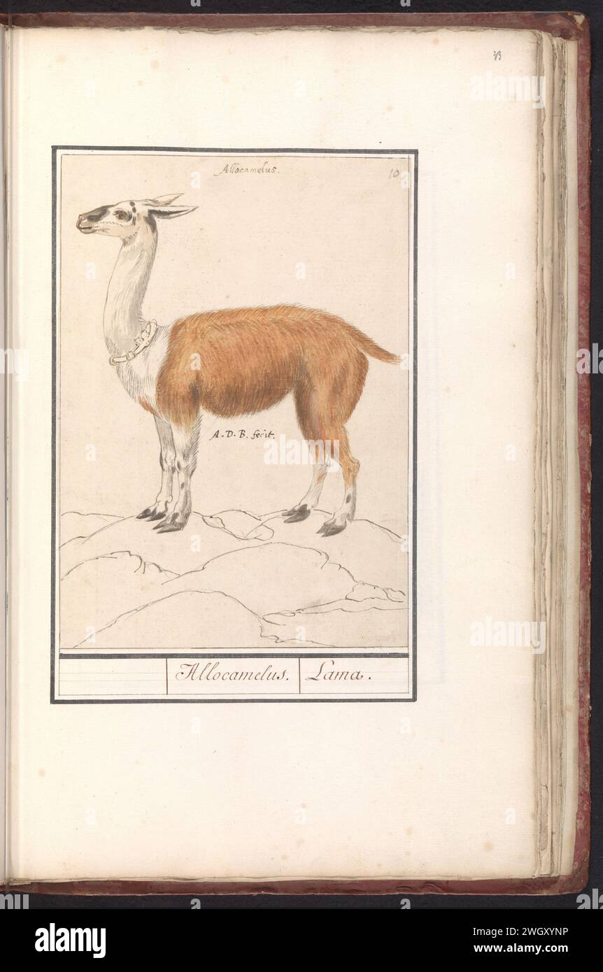 Lama (Lama Glamus), Anselm Boëtius de Boodt, 1596 - 1610 drawing Lama, with collar. Numbered at the top right: 10. At the top of the name in Latin. Part of the second album with drawings of four -legged friends. Second of twelve albums with drawings of animals, birds and plants known around 1600, made commissioned by Emperor Rudolf II. With explanation in Dutch, Latin and French. Prague paper. watercolor (paint). deck paint. ink. pencil brush / pen hoofed animals: lama Stock Photo