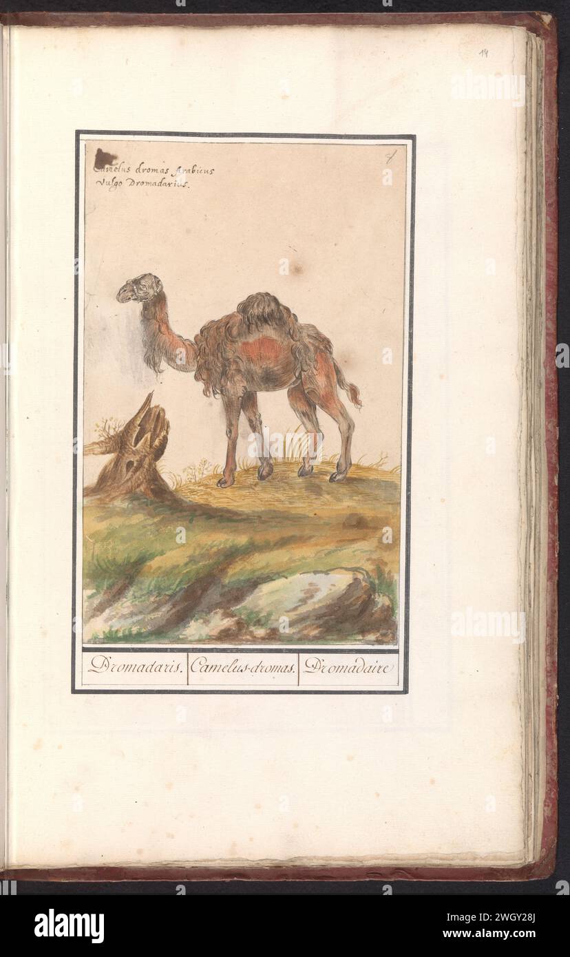 Dromedary boots hotsell