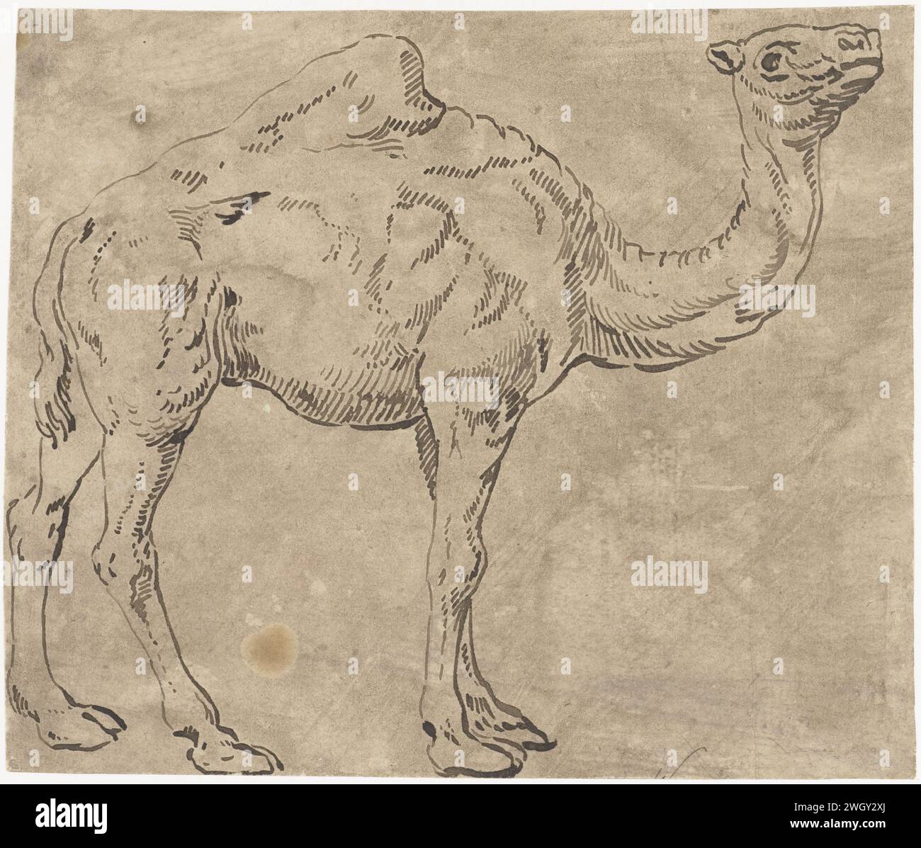 Dromedaris, anonymous, 1500 - 1600 drawing   paper. ink pen hoofed animals: dromedary Stock Photo