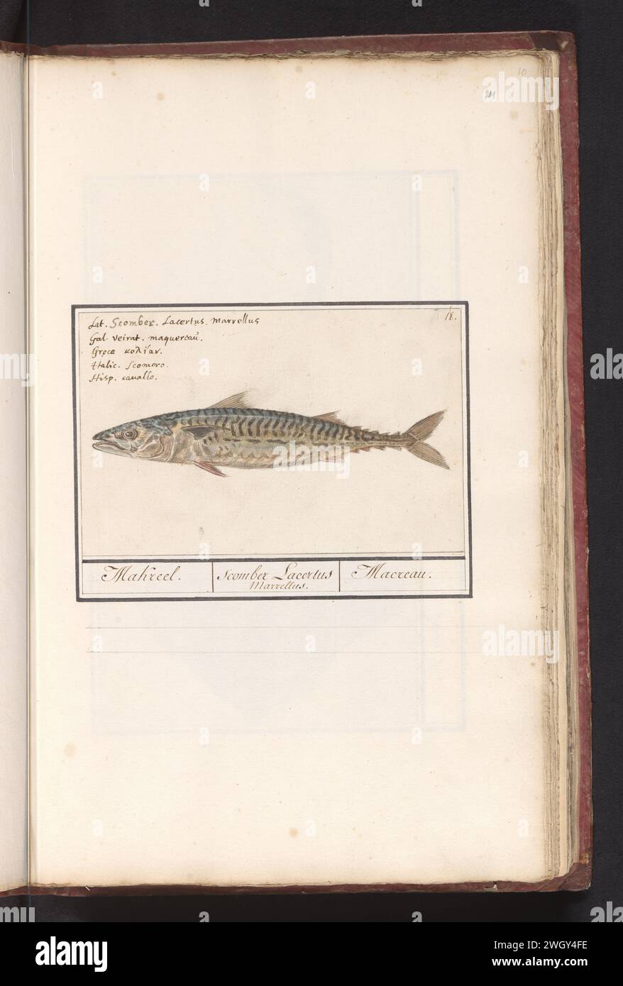 Makrol (Scomber Scomus), Anselmus Boetius De Boodt, 1596 - 1610 drawing Mackerel. Numbered at the top right: 18. At the top left the name in five languages. Part of the sixth album with drawings of fish, shells and insects. Sixth of twelve albums with drawings of animals, birds and plants known around 1600, made commissioned by Emperor Rudolf II. With explanation in Dutch, Latin and French. draughtsman: Praagdraughtsman: Delft paper. pencil. chalk. watercolor (paint). ink brush / pen bony fishes: mackerel Stock Photo