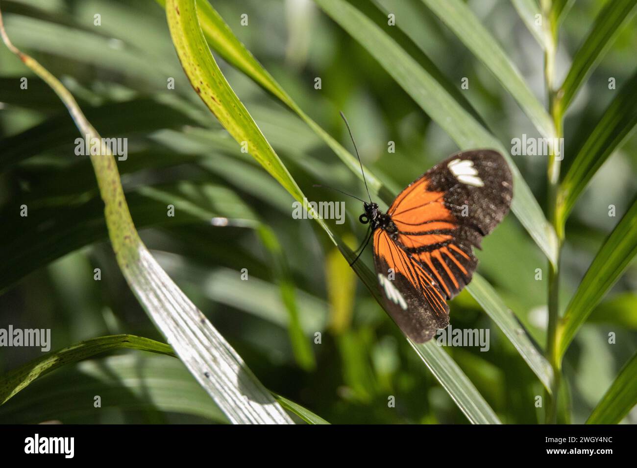 Colorful butterfly sitting on green leaves Stock Photo