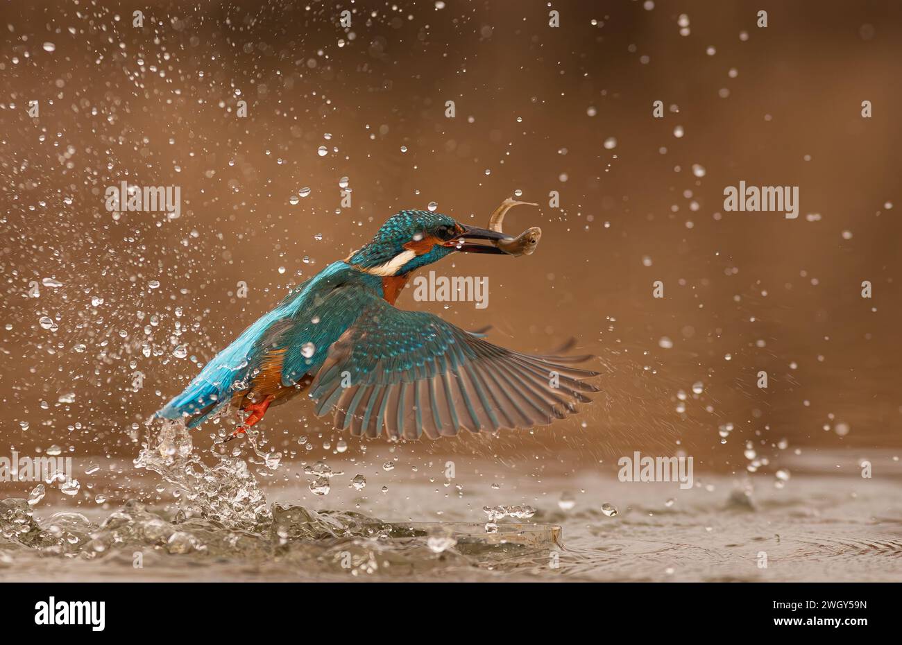 Kingfisher dive with catch Stock Photo