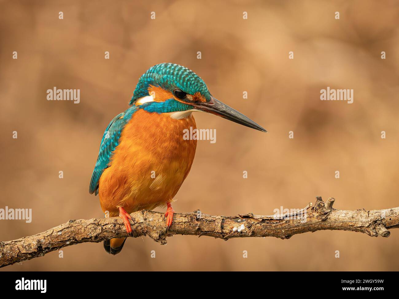 Kingfisher sitting on a branch looking for fish Stock Photo