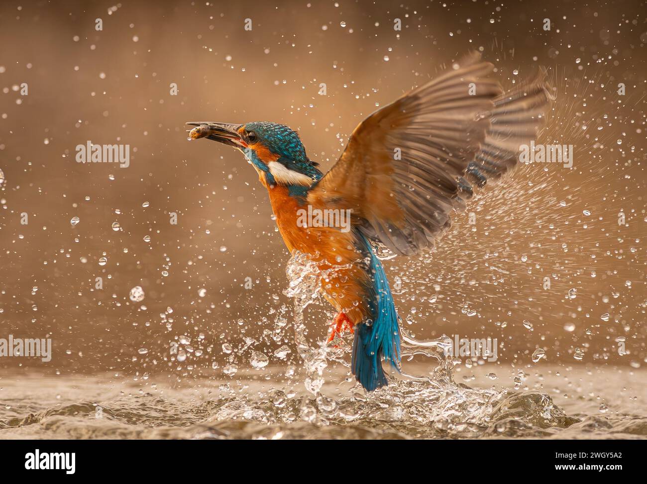 The beautiful Kingfisher emerges from the water with the fish Stock Photo
