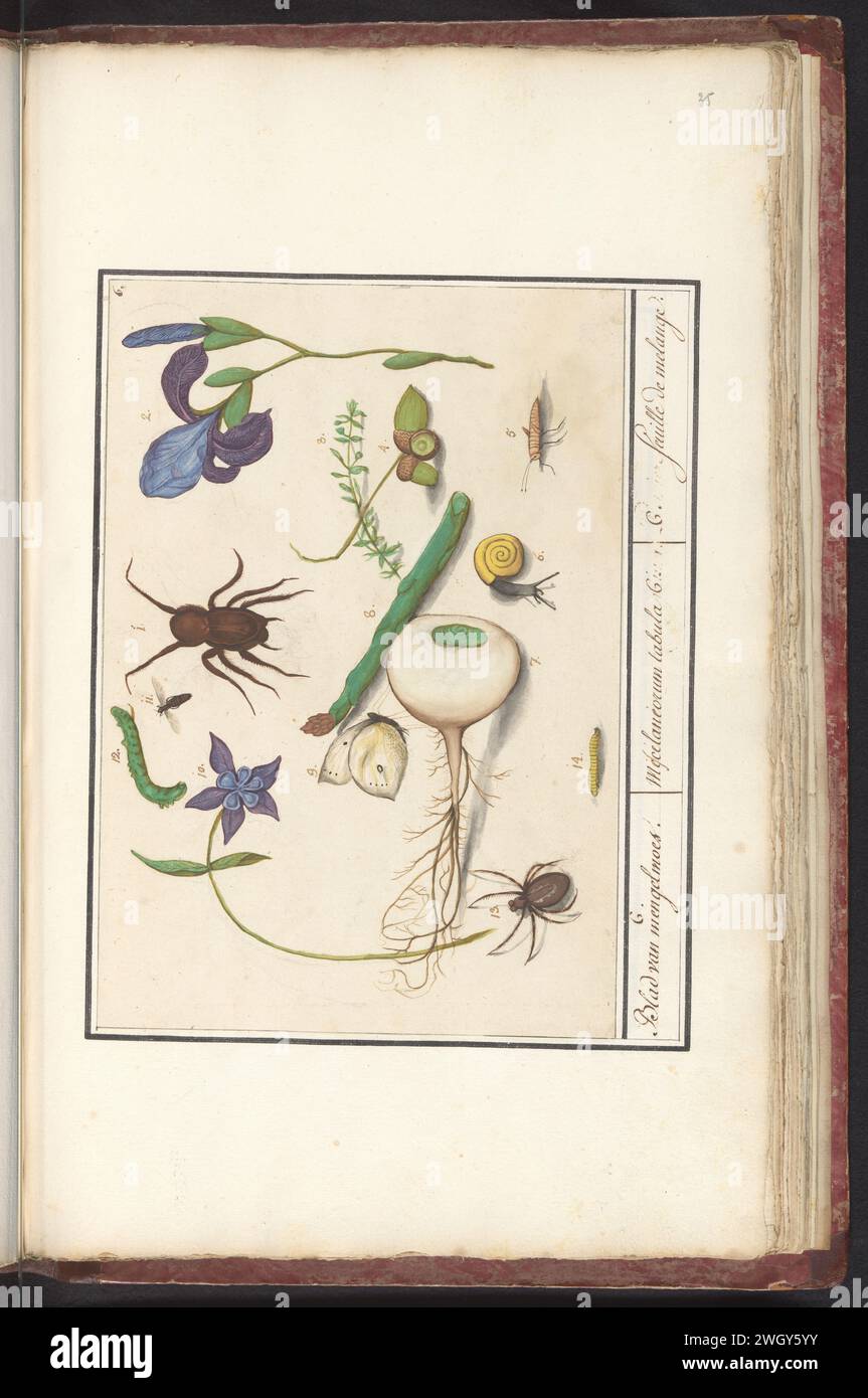Natural History Ensemble (no. 6), Elias Verhulst (Attributed to), Anselmus Boëtius de Boodt (Possible), After Jacob Hoefnagel, 1596 - 1610 drawing Leaf with the sixth natural history ensemble with animals and plants, numbers 1-14. Insects (butterfly, caterpillars), spiders, snail, vegetables (turnip and asparagus) and flowers. Numbered at the top right: 6. Part of the seventh album with drawings of reptiles, amphibians and natural history ensembles. The seventh of twelve albums with watercolors of animals, birds and plants known around 1600, commissioned by Emperor Rudolf II. With explanation Stock Photo