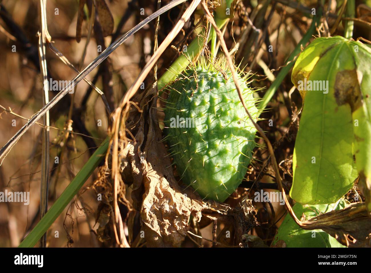 The spiny green fruits of the wild plant Echinocystis lobata Stock Photo