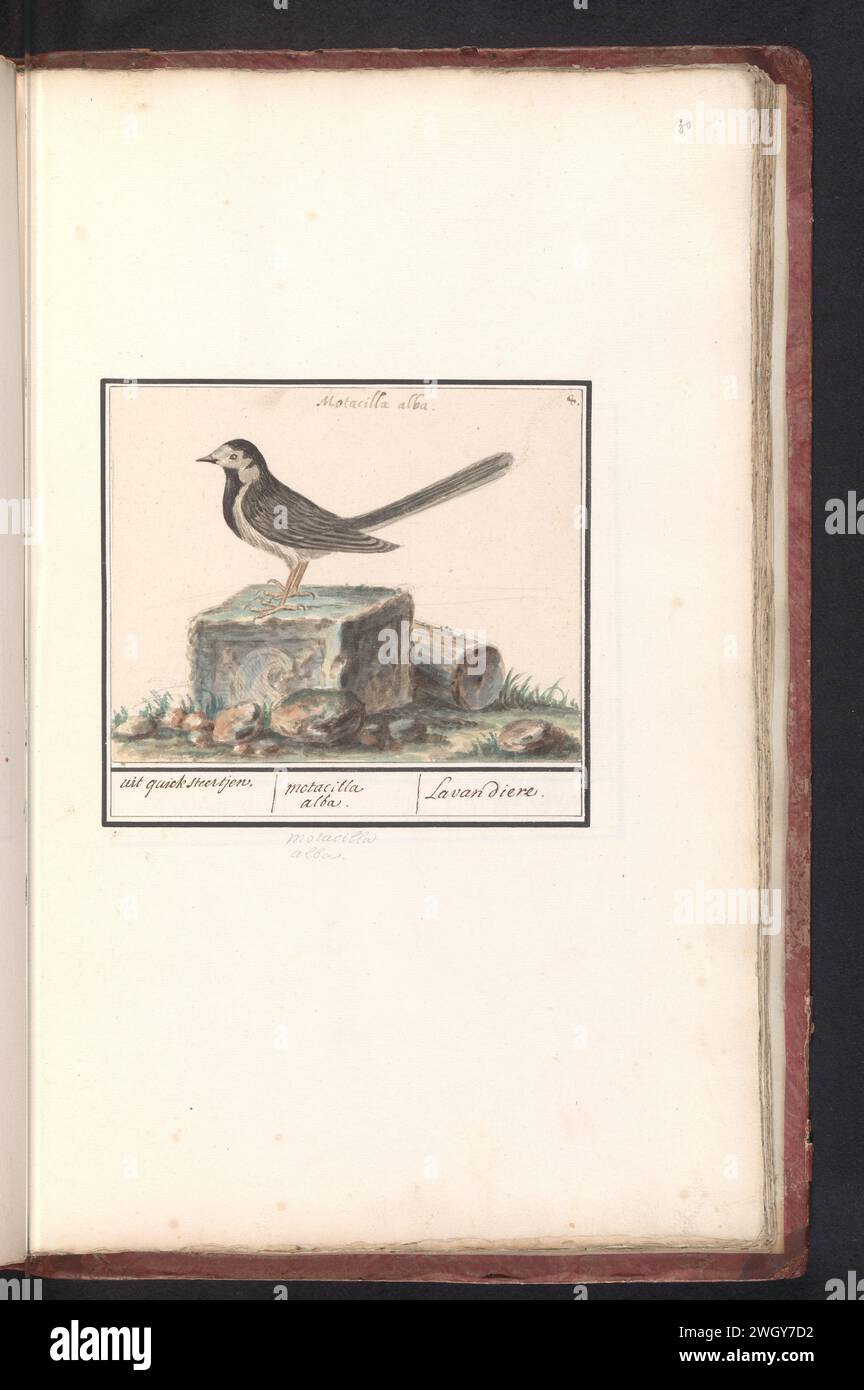 Witte Wagstaart (Motacilla Alba), Anselmus Boëtius de Boodt, 1596 - 1610 drawing White wagtail. Numbered at the top right: 8. At the top of the Latin name. Part of the second album with drawings of birds. Fourth of twelve albums with drawings of animals, birds and plants known around 1600, made on behalf of Emperor Rudolf II. With explanation in Dutch, Latin and French. draughtsman: Praagdraughtsman: Delft paper. watercolor (paint). deck paint. pencil. ink brush / pen song-birds: wagtail Stock Photo