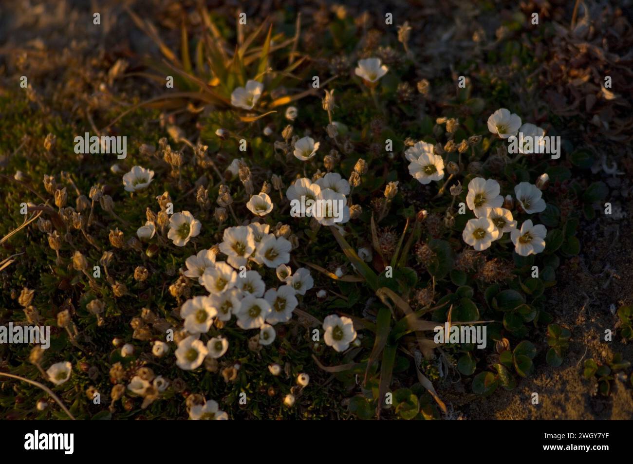White mountain avens Dryas integrifolia flowering in the arctic tundra  Arctic National Wildlife Refuge ANWR Alaska Stock Photo