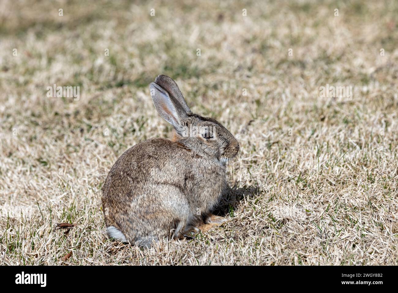 Madrid Rabbit Madrid casa de campo parks hi-res stock photography and images - Alamy