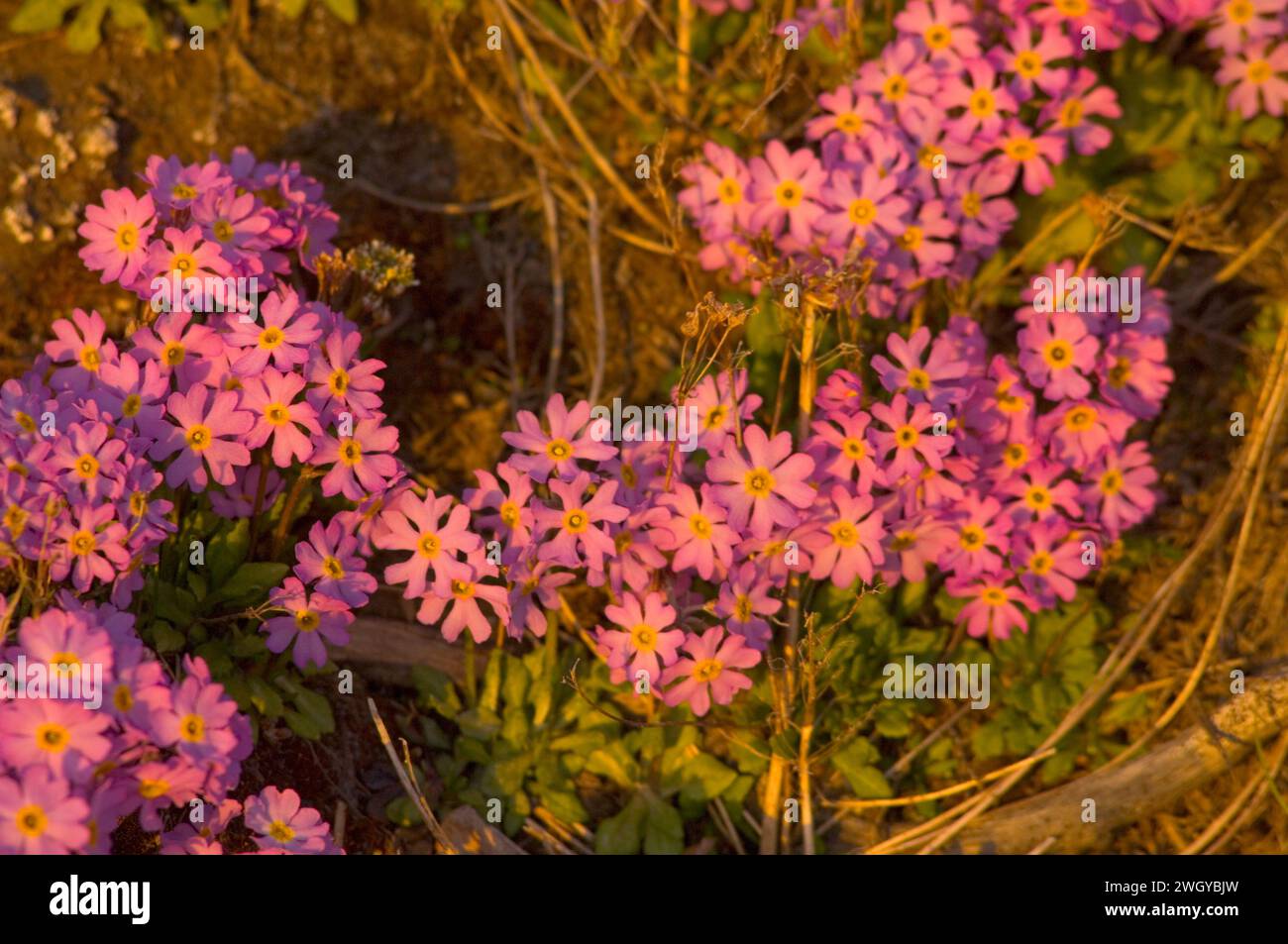 Alaska Dwarf-Primrose, Douglasia ochotensis, purple primrose flowering in the arctic tundra Alaska Arctic National Wildlife Refuge ANWR Stock Photo