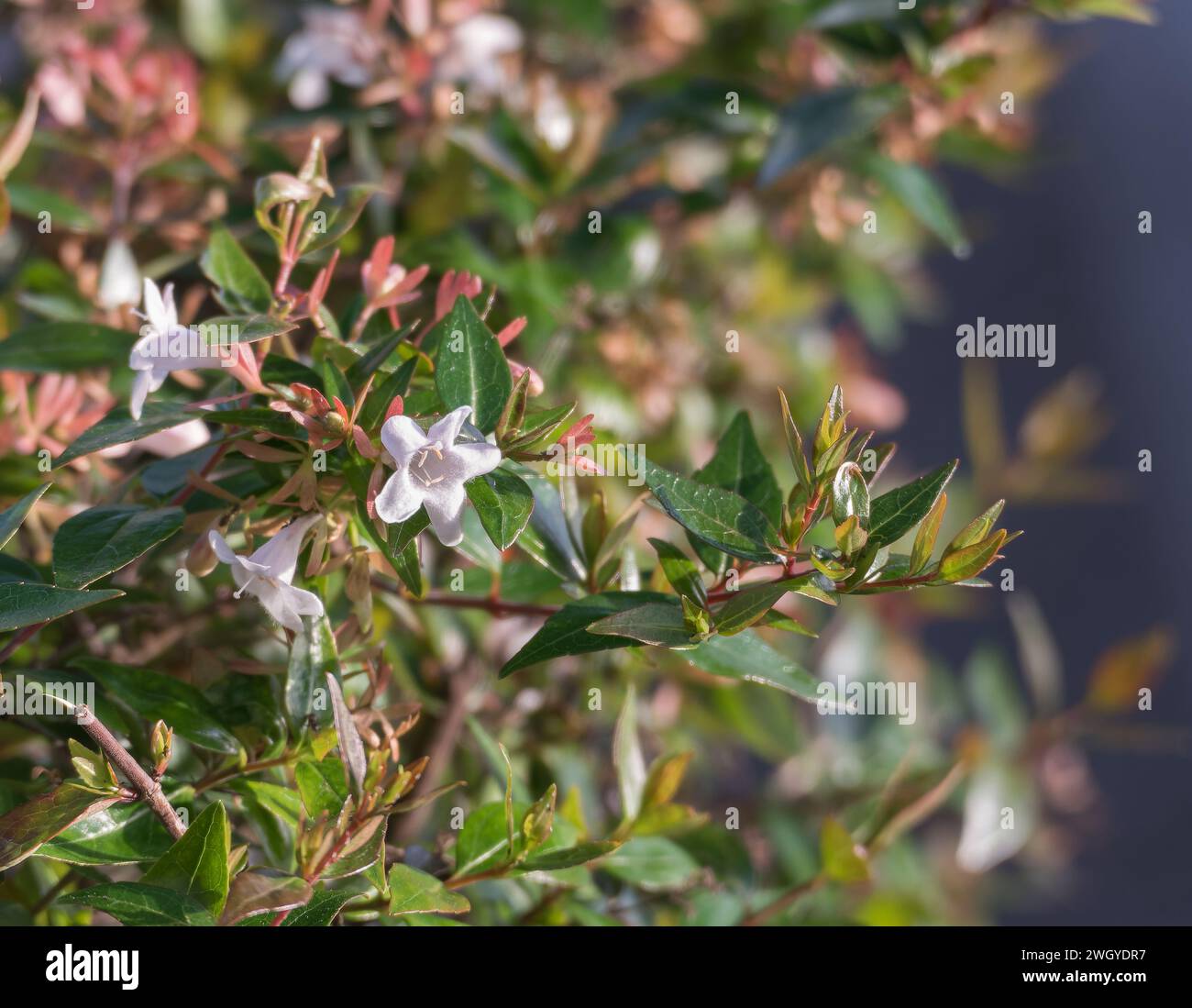 Glossy Abelia flower blooming in the sun outdoors Stock Photo