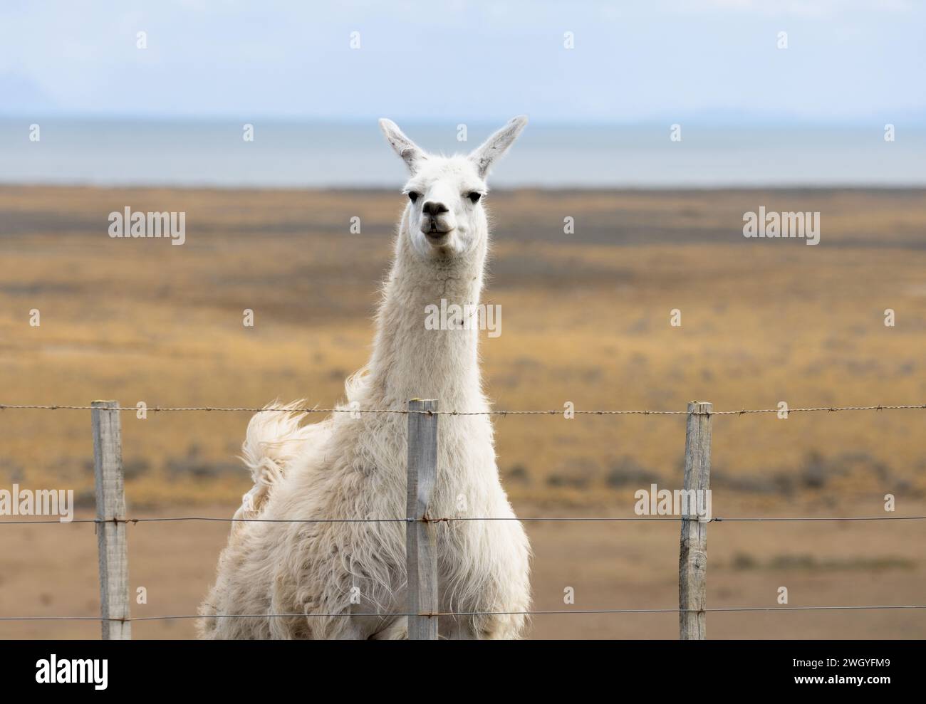 a llama on the countryside, livestock Stock Photo