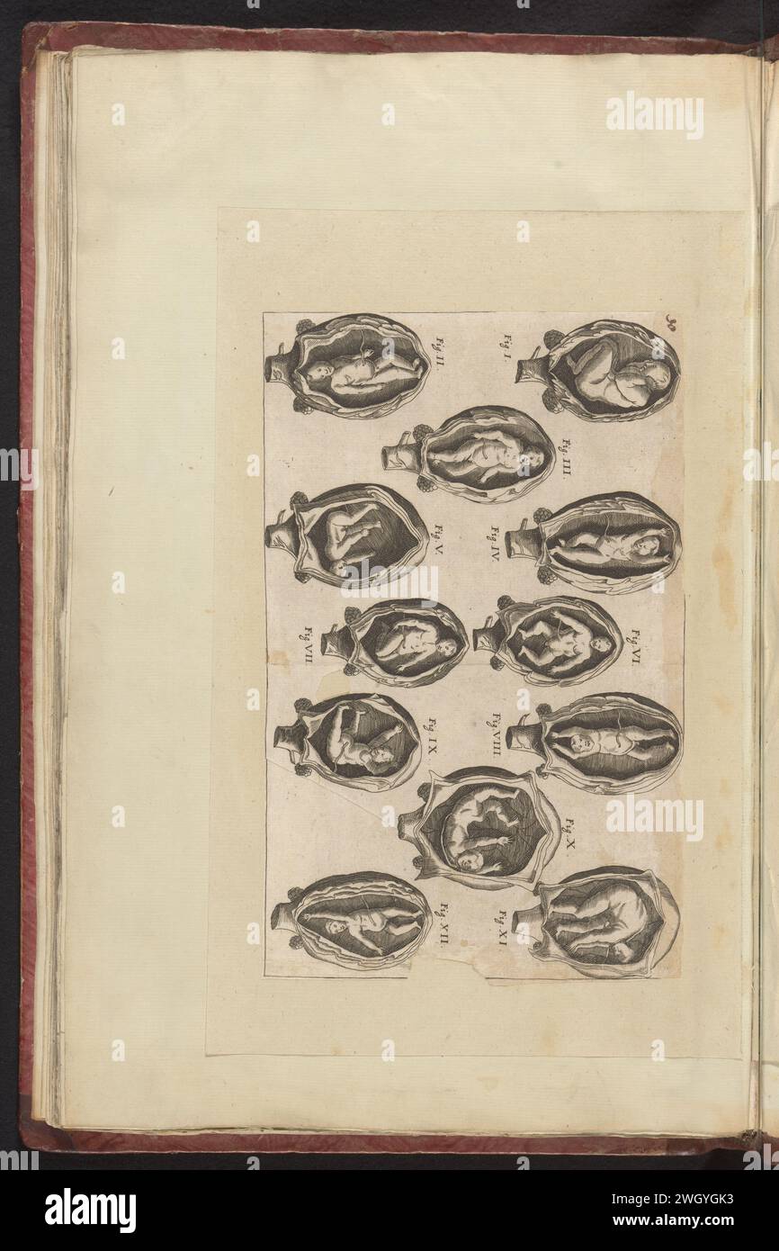 Fetus in the womb in twelve figures, anonymous, 1665 - 1667 print PLACK PLENT with twelve positions of the fetus in the womb, Fig. I-XII. Nummered at the top left: 30. Part of the seventh album with drawings of reptiles, amphibians and natural history ensembles. The seventh of twelve albums with watercolors of animals, birds and plants known around 1600, commissioned by Emperor Rudolf II. With explanation in Dutch, Latin and French.  paper engraving uterus with foetus Stock Photo