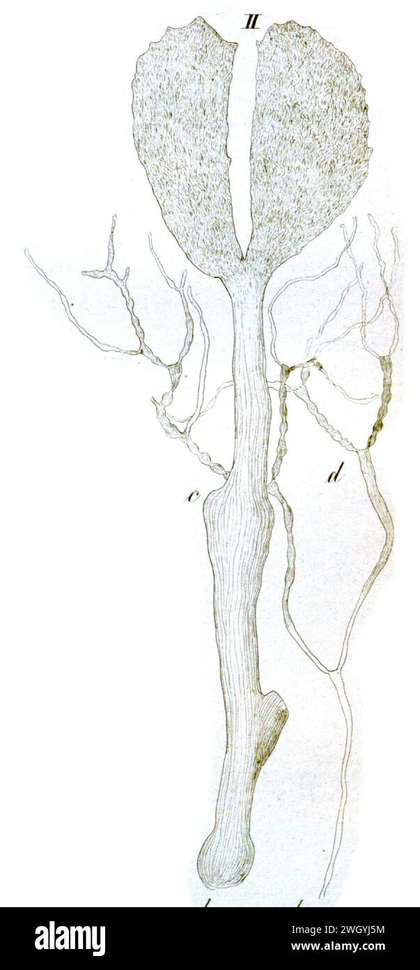 Avrainvillea longicaulis as Rhipilia longicaulis. Stock Photo