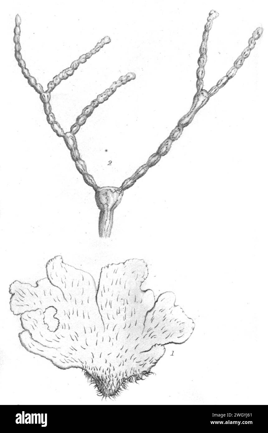Avrainvillea rawsonii as Rhipilia rawsonii Dickie 1874. Stock Photo