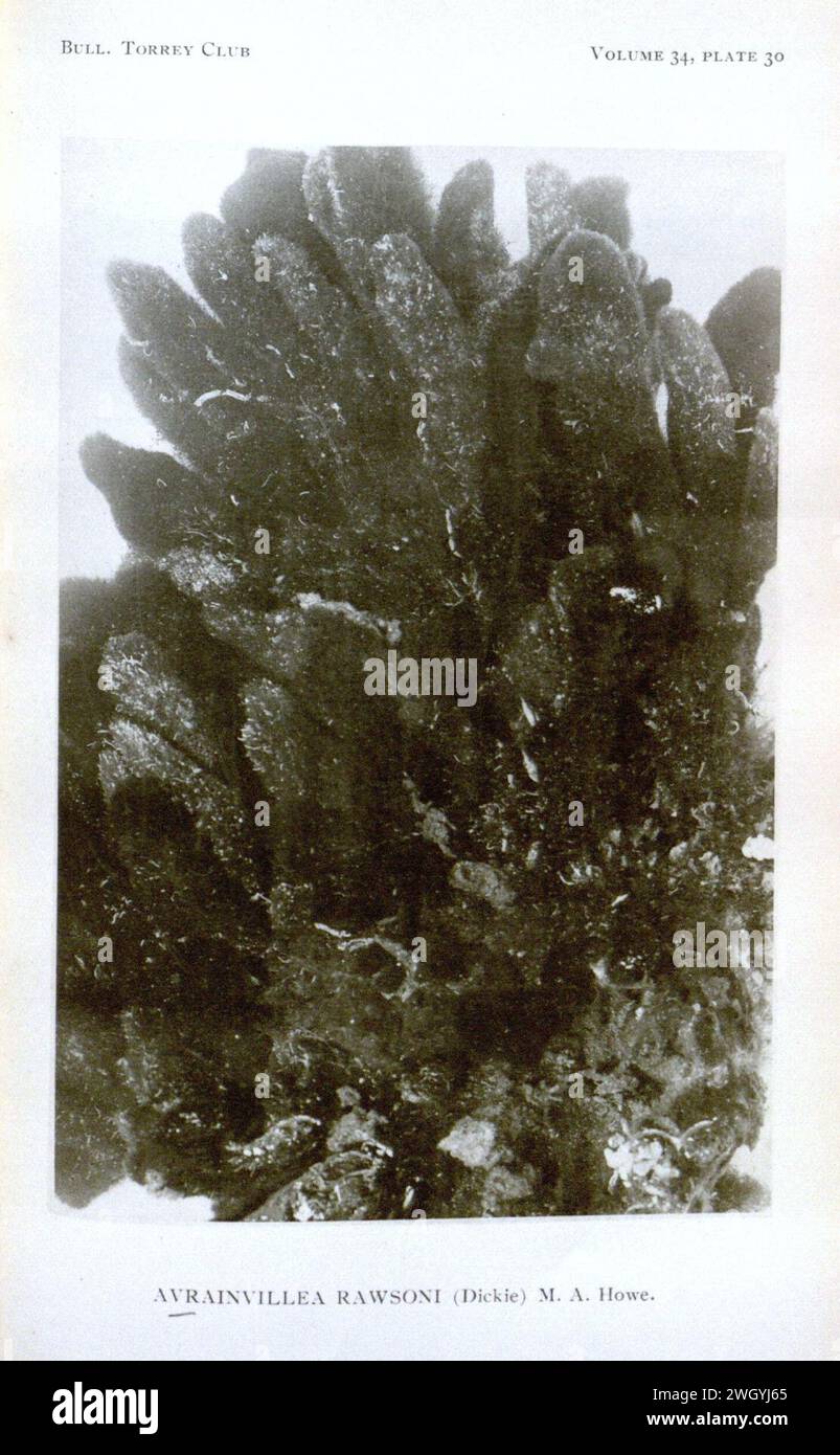 Avrainvillea rawsonii in Howe 1907. Stock Photo