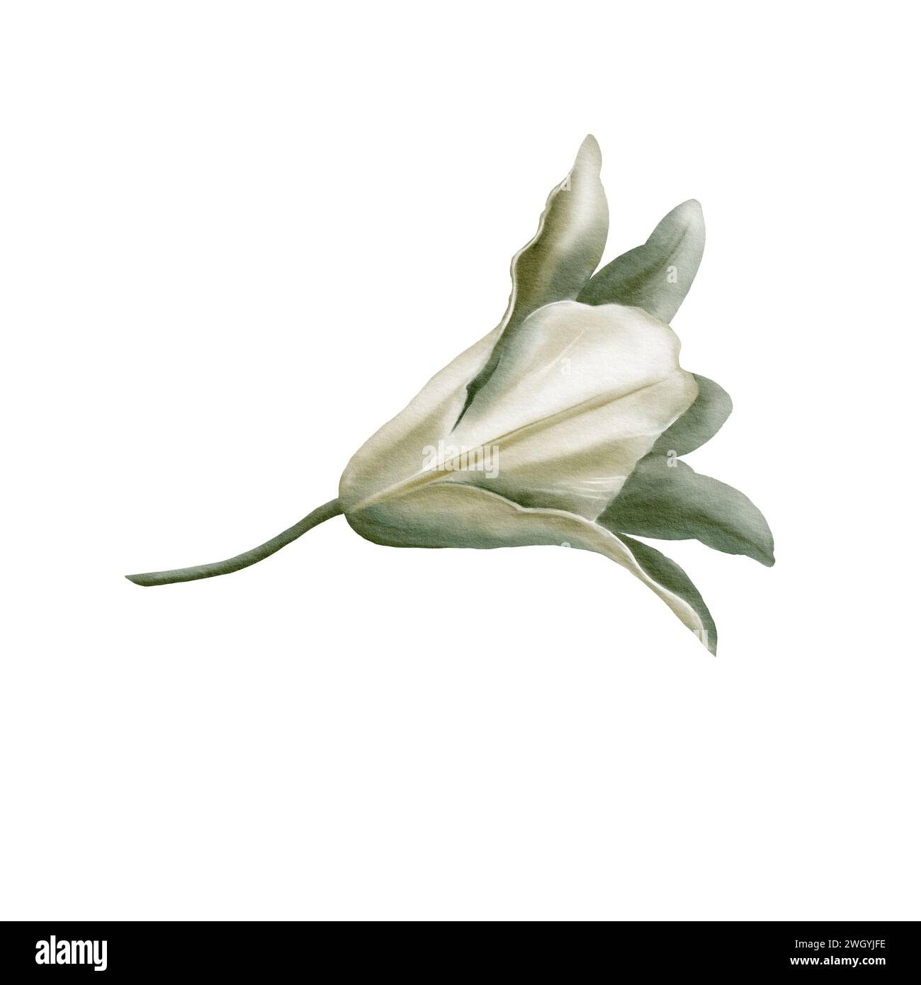 White lilies at the Feast of the Annunciation of the Blessed Virgin