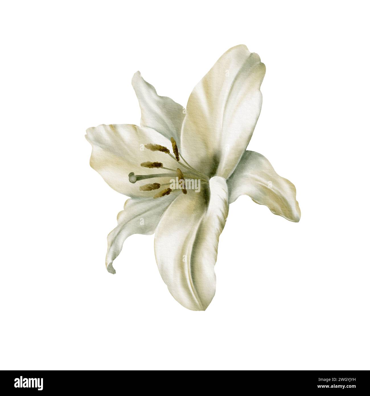 White lilies at the Feast of the Annunciation of the Blessed Virgin