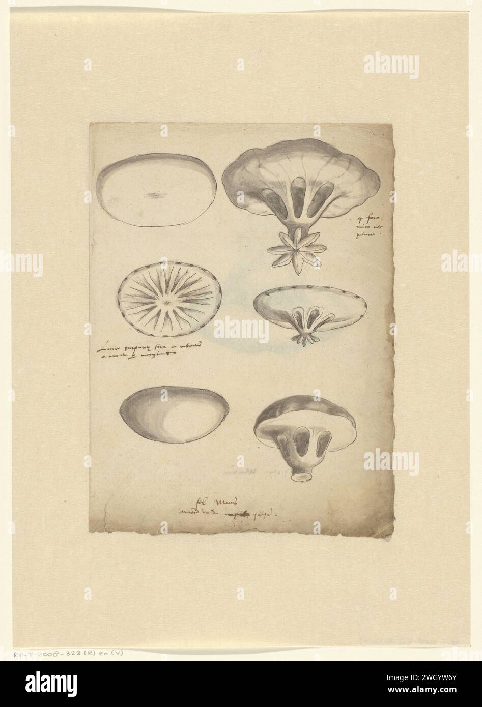 Study sheet with jelly fish, anonymous, 1575 - 1599 drawing  Netherlands paper. ink pen / brush coelenterata: jelly-fish Stock Photo