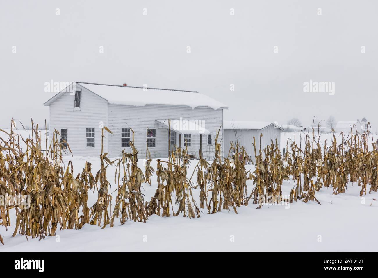 Amish farmhouse and sweet corn stalks in winter in Mecosta County, Michigan, USA [No property release; editorial licensing only] Stock Photo